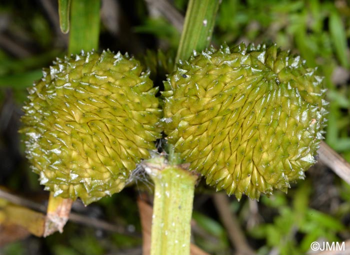 Sagittaria sagittifolia