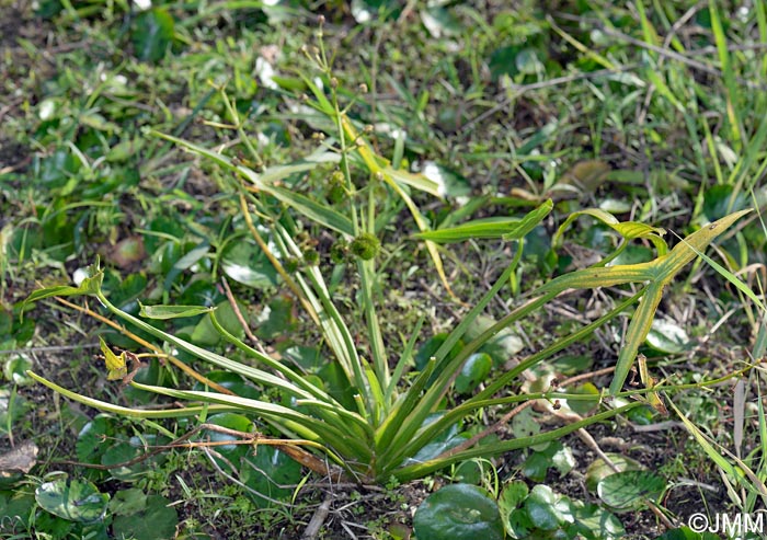 Sagittaria sagittifolia