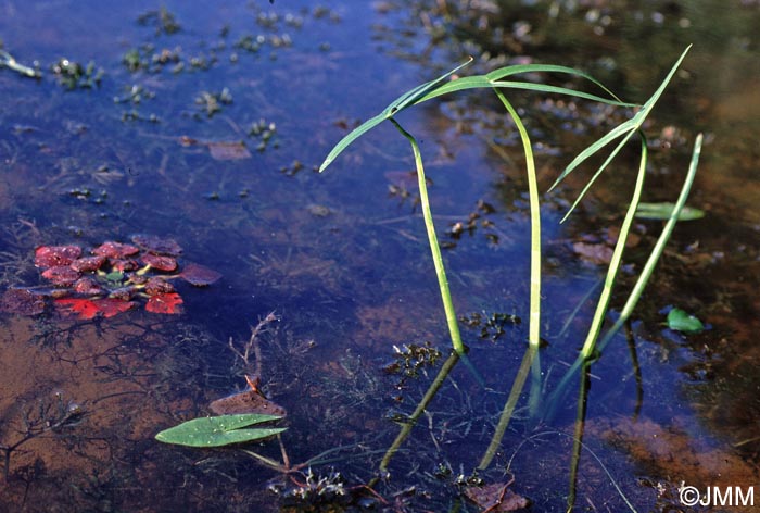 Sagittaria sagittifolia & Trapa natans