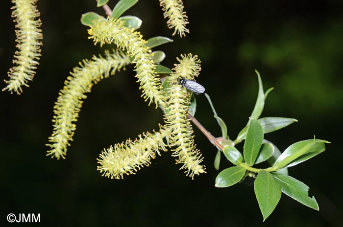 Salix alba