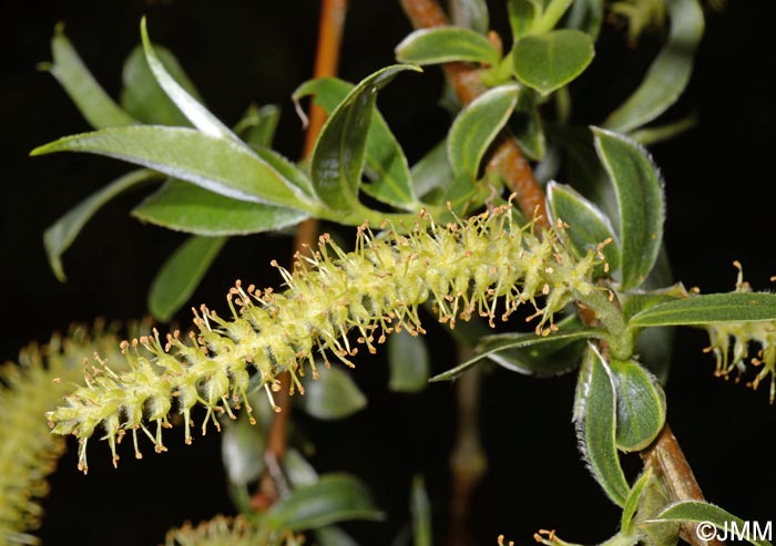 Salix alba