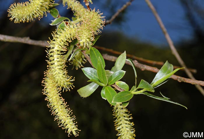 Salix alba