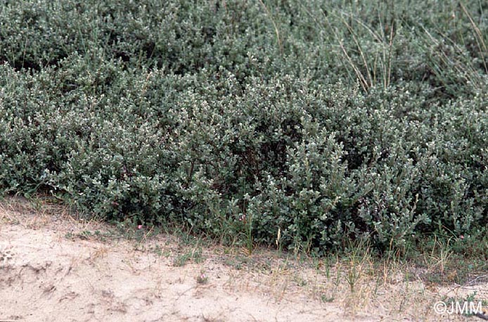 Salix repens subsp. dunensis
