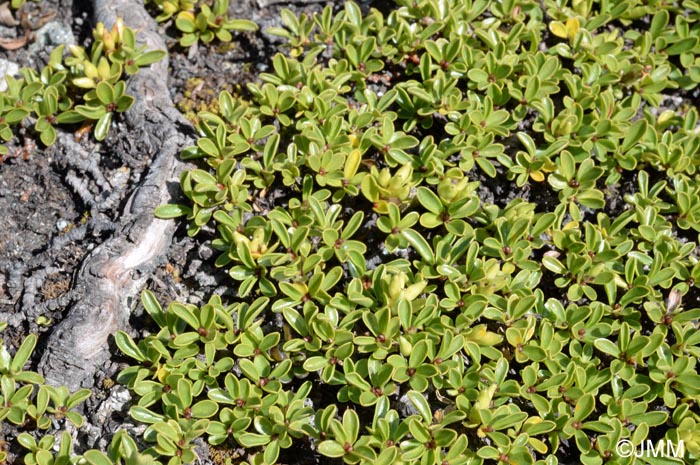 Salix serpyllifolia