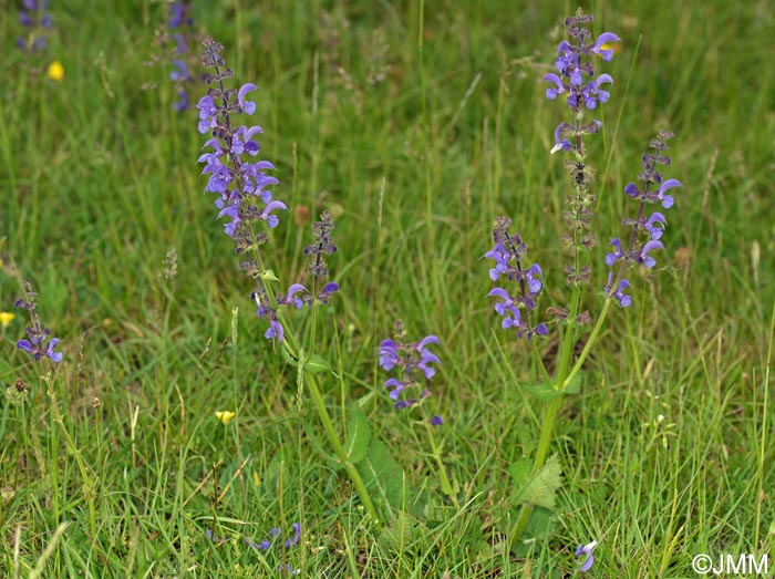 Salvia pratensis