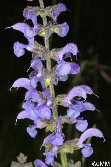 Salvia pratensis