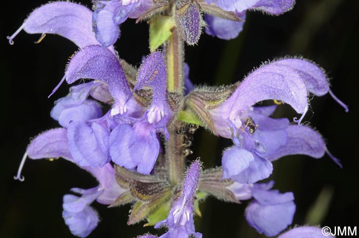 Salvia pratensis