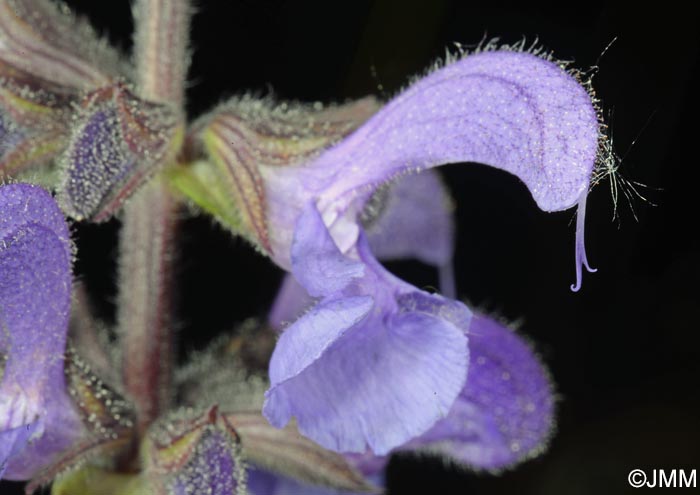 Salvia pratensis