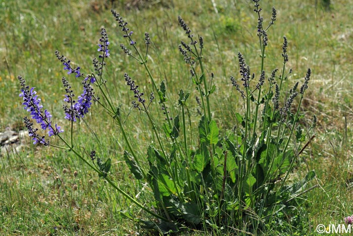 Salvia pratensis