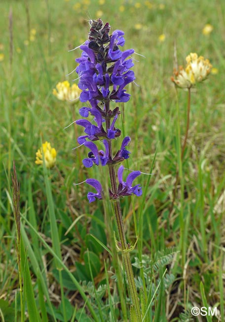 Salvia pratensis