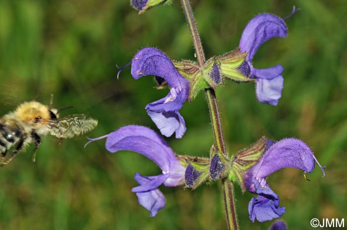 Salvia pratensis