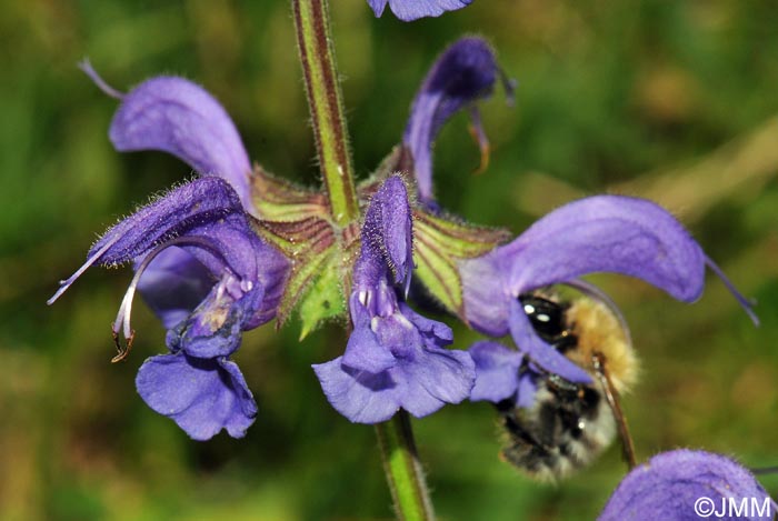 Salvia pratensis