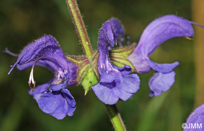 Salvia pratensis