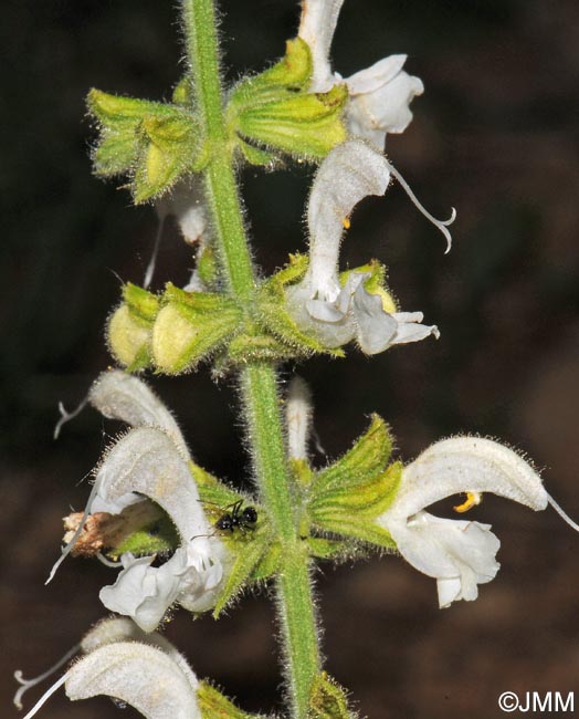 Salvia pratensis