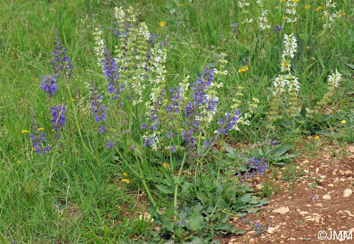 Salvia pratensis