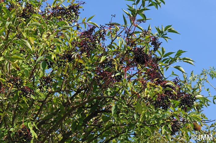 Sambucus nigra