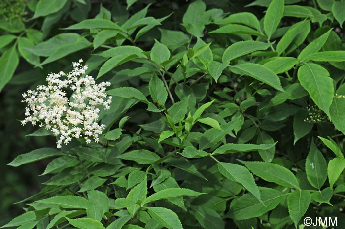 Sambucus nigra