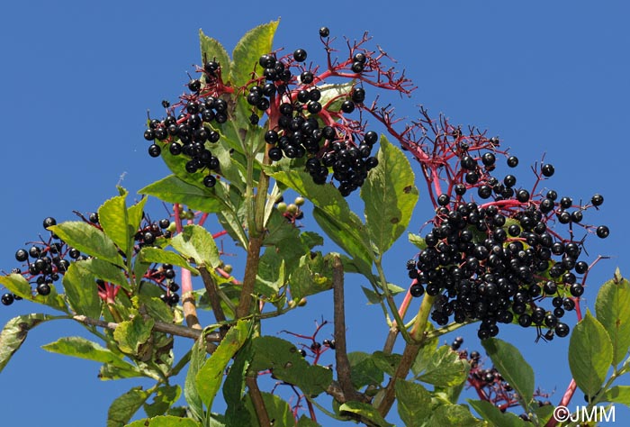 Sambucus nigra