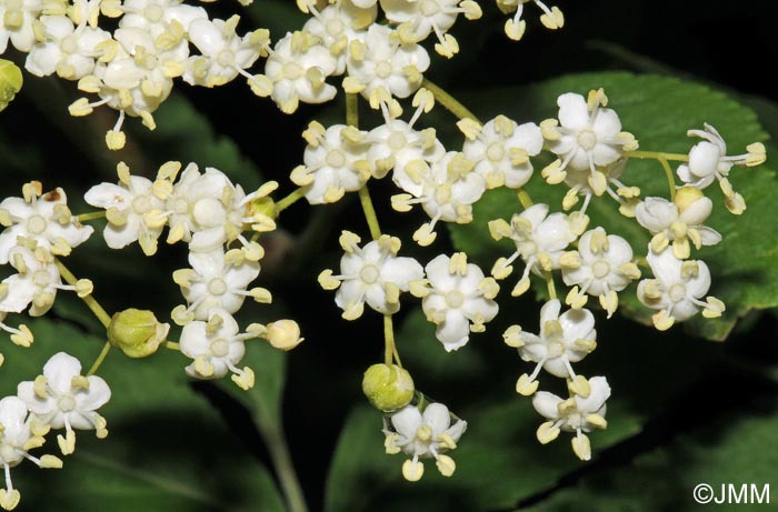 Sambucus nigra