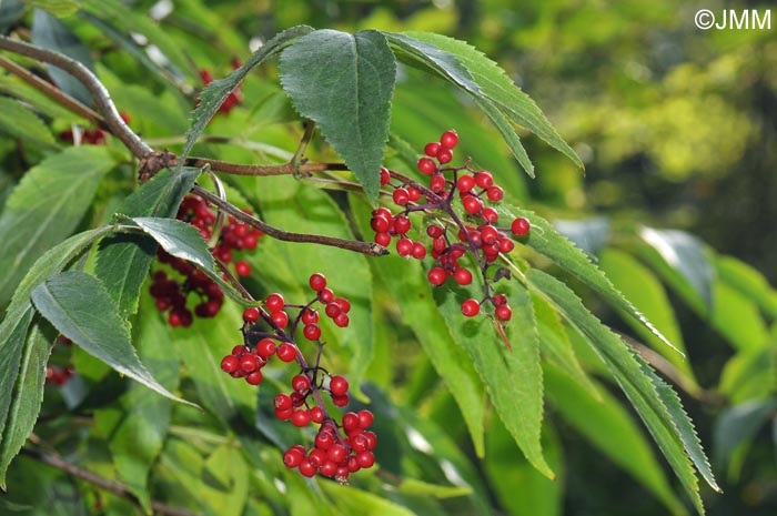 Sambucus racemosa