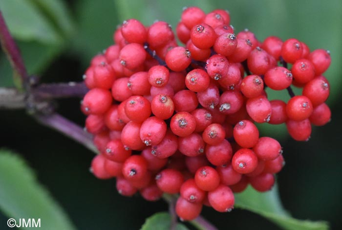 Sambucus racemosa