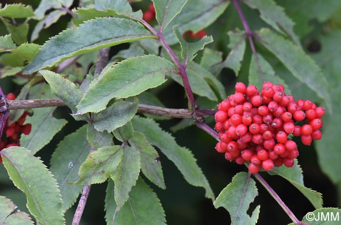 Sambucus racemosa