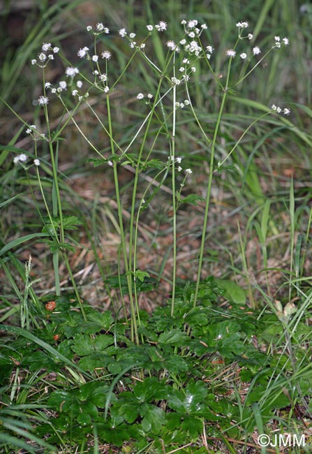 Sanicula europaea