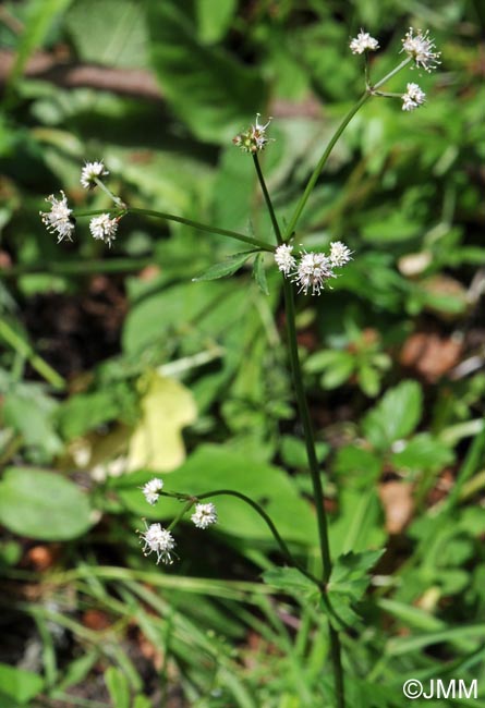 Sanicula europaea