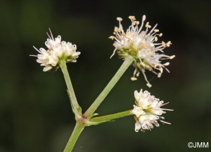 Sanicula europaea