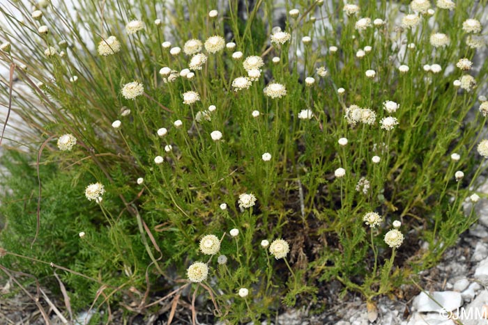 Santolina pinnata = Santolina leucantha