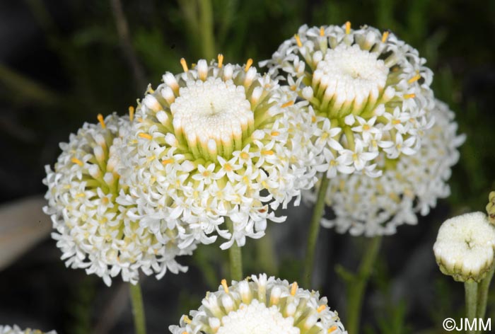 Santolina pinnata = Santolina leucantha