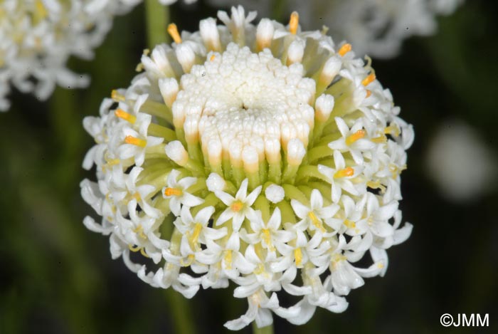 Santolina pinnata = Santolina leucantha