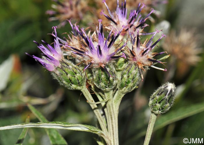 Saussurea discolor