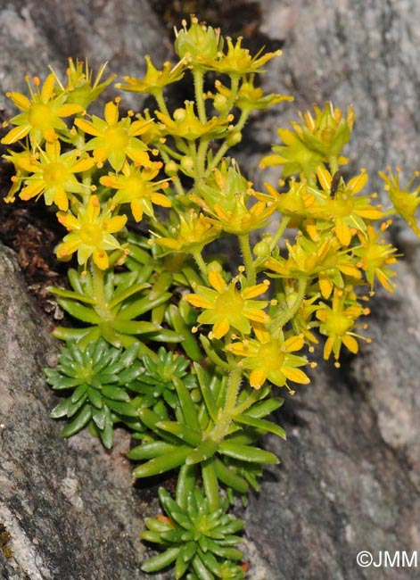 Saxifraga aizoides