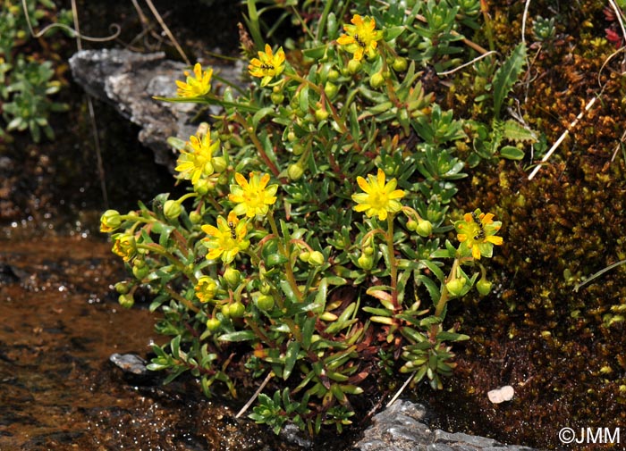 Saxifraga aizoides