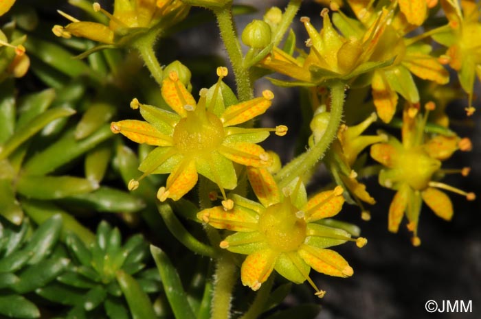 Saxifraga aizoides