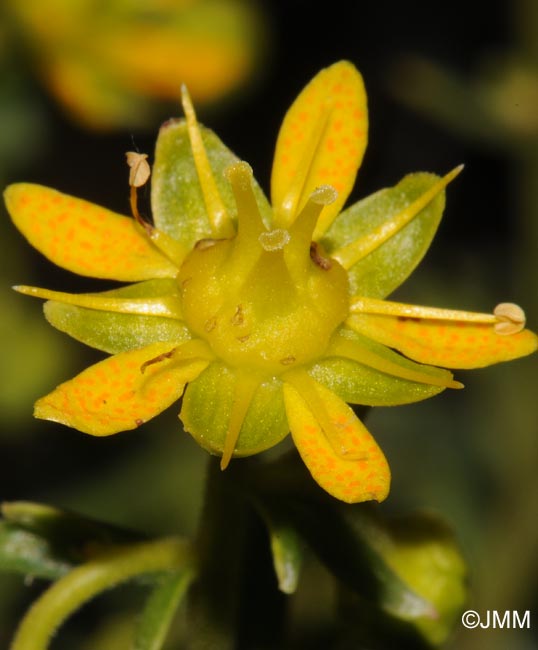 Saxifraga aizoides