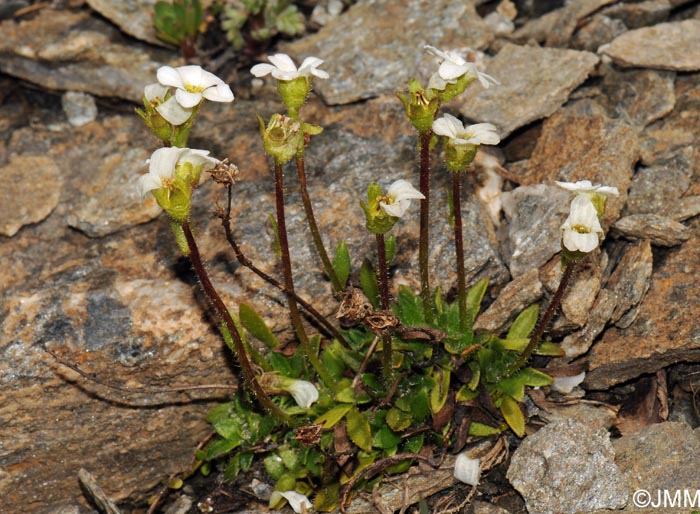 Saxifraga androsacea