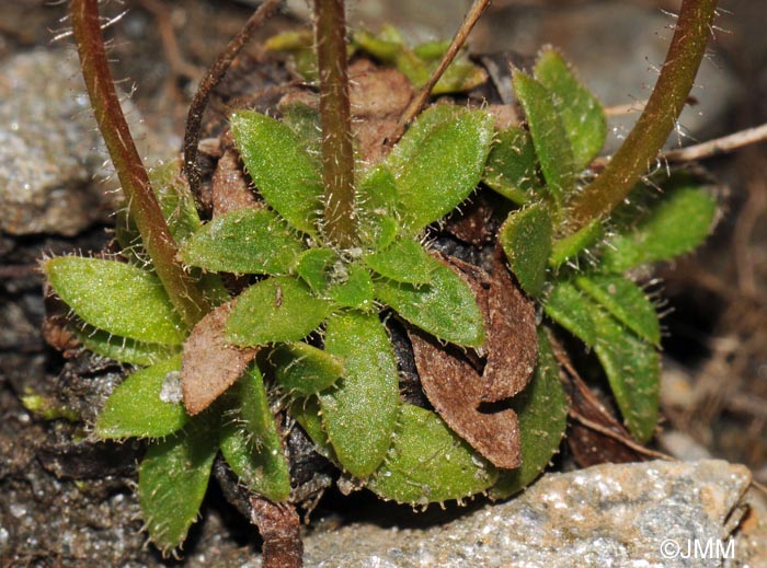 Saxifraga androsacea