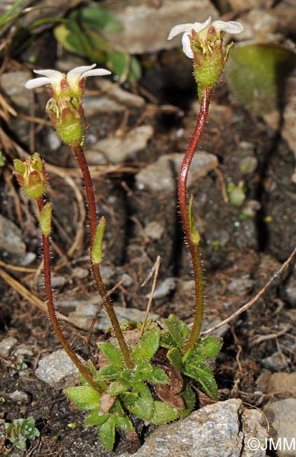 Saxifraga androsacea