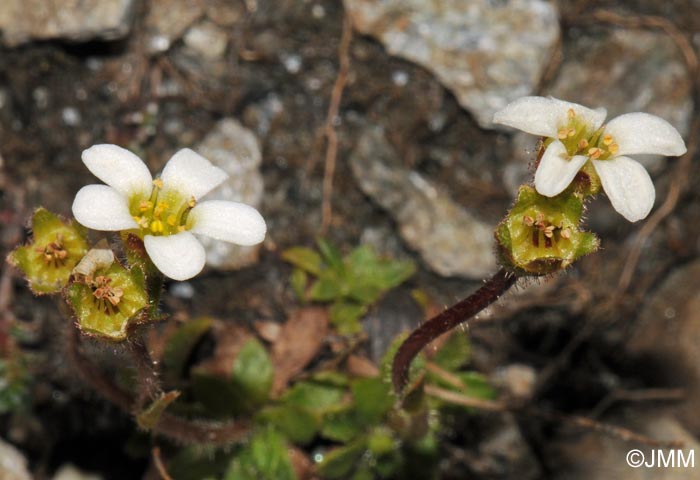 Saxifraga androsacea