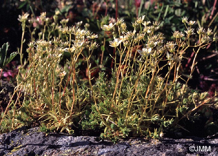 Saxifraga aspera