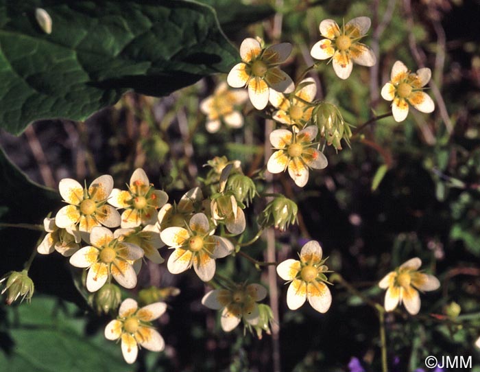 Saxifraga aspera