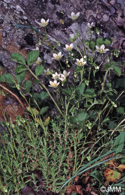 Saxifraga aspera