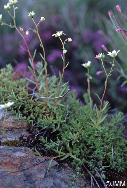 Saxifraga aspera