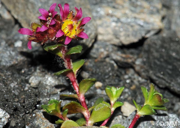 Saxifraga biflora subsp. biflora