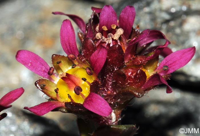 Saxifraga biflora subsp. biflora