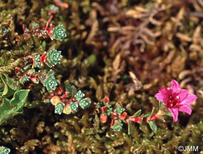 Saxifraga biflora subsp. macropetala