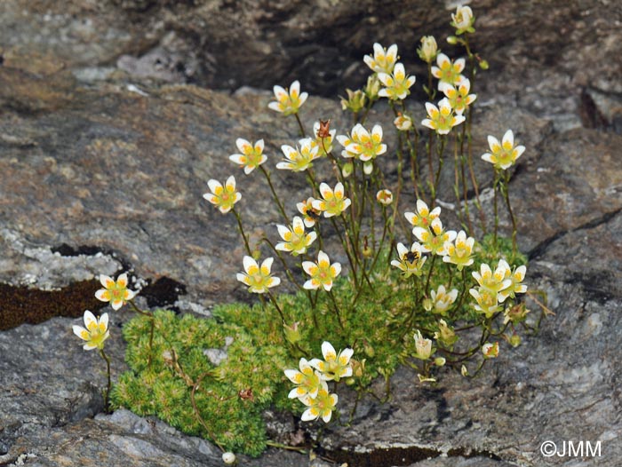 Saxifraga bryoides