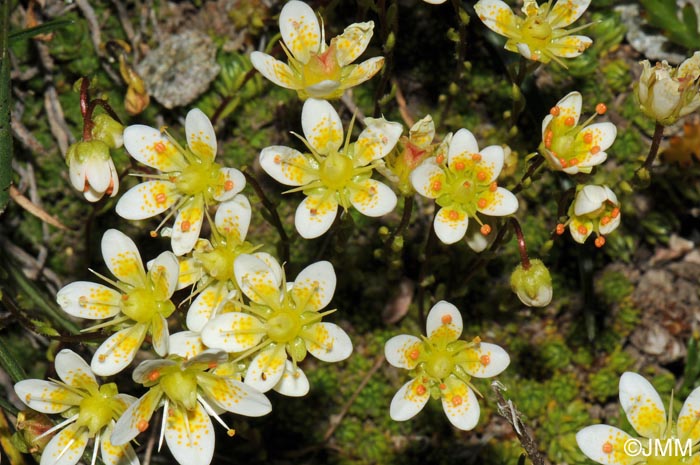 Saxifraga bryoides